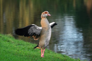 An adult male Nile or Egyptian goose (Alopochen  aegyptiaca) in breeding plumage flaps its wings while standing on the shore of a lake clipart