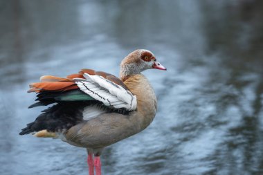 Close-up portrait of an adult male Nile or Egyptian goose (Alopochen aegyptiaca) against the background of water clipart