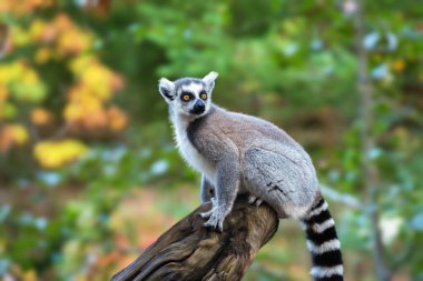 An adult ring-tailed lemur (Lemur catta)  sits on the trunk of a dry tree clipart