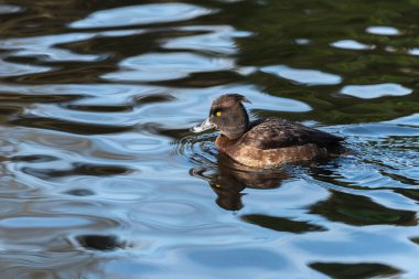 A female tufted duck (Aythya fuligula) swims across the smooth surface of a pond clipart