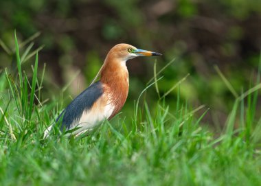 Portrait of an adult Javan pond heron (Ardeola speciosa) in nice breeding plumage in its natural habitat clipart