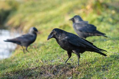 An adult carrion crow (Corvus corone) searching for food on the bank of a pond. Two western jackdaws (Coloeus monedula) are in the background. clipart