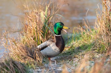 An adult male mallard duck ( Anas platyrhynchos)quacks while standing on the bank of a pond clipart