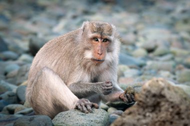 Bir çakıl taşı sahilinde yengeç arayan yetişkin bir yengeç yiyen makağın portresi (Macaca fascicularis).