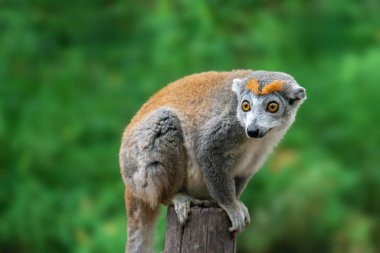 Tahta bir direkte oturan yetişkin bir dişi lemurun portresi (Eulemur tacı)