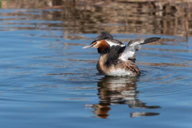 Geniş kanatlara sahip üreme tüylerinde (Podiceps kristali) bir Büyük Yunusun Portresi
