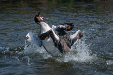 Çiftleşme mevsiminde iki büyük ibikli yunus (Podiceps kristali) dövüşü