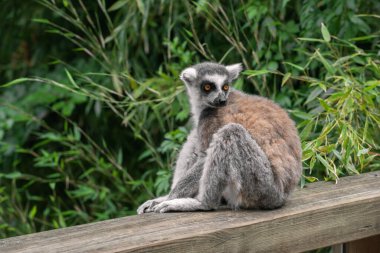 Yetişkin bir halka kuyruklu lemur (Lemur catta) tahta bir korkulukta oturur.