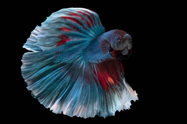Mavi betta balığının güzel hareketi, Siyam dövüşen balığı, siyah arka planda izole edilmiş Betta ihtişamı. Stüdyo çekimi.