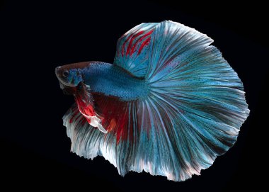 Mavi kırmızı Betta balığına yaklaş. Siyam dövüşçülerinin güzel hareketi, Betta ihtişamı siyah arka planda izole edilmiş, stüdyo çekimi.