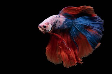 Kırmızı betta balığının güzel hareketi, Siyam dövüşen balığı, siyah arka planda izole edilmiş Betta ihtişamı. Stüdyo çekimi.