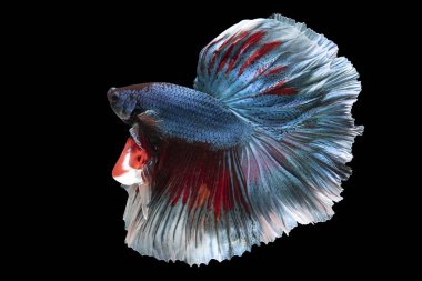 Mavi betta balığının güzel hareketi, Siyam dövüşen balığı, siyah arka planda izole edilmiş Betta ihtişamı. Stüdyo çekimi.