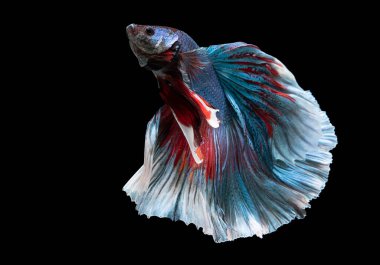 Mavi betta balığının güzel hareketi, Siyam dövüşen balığı, siyah arka planda izole edilmiş Betta ihtişamı. Stüdyo çekimi.