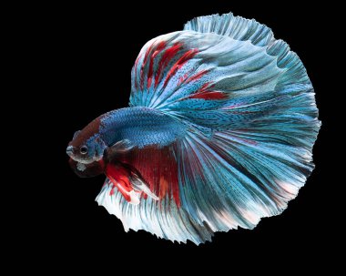 Mavi kırmızı Betta balığına yaklaş. Siyam dövüşçülerinin güzel hareketi, Betta ihtişamı siyah arka planda izole edilmiş, stüdyo çekimi.