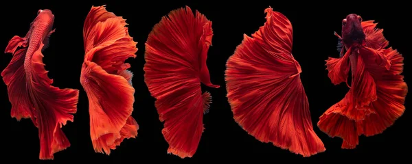 Beş Kırmızı Betta Balığının Güzel Hareketi Siyam Dövüşen Balığı Siyah — Stok fotoğraf