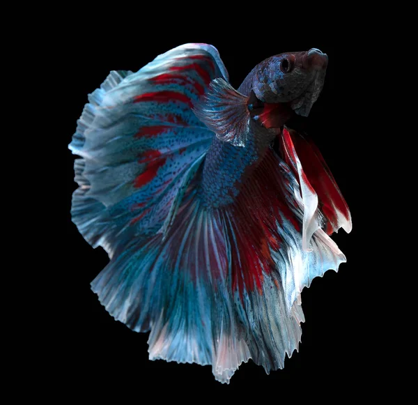 Прекрасний Рух Блакитної Червоної Бетта Риби Сіамської Бойової Риби Бетта — стокове фото