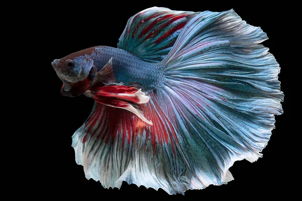 Närbild Blå Röd Betta Fisk Vacker Rörelse Siamesiska Slåss Fisk — Stockfoto