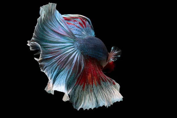 Красивое Движение Синей Красной Бетта Рыбы Сиамские Боевые Рыбы Бетта — стоковое фото