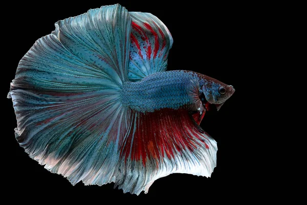 Ближе Синей Красной Рыбе Бетта Красивое Движение Сиамских Боевых Рыб — стоковое фото