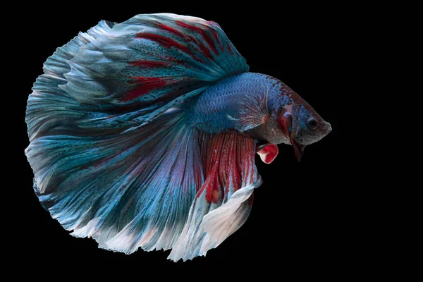 青い赤ベッタの魚を閉じます 黒を基調とした美しいサイモン戦闘魚の動き ベッタの輝き スタジオショット — ストック写真