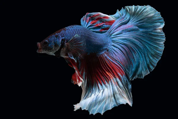 Bellissimo Movimento Pesce Betta Rosso Blu Pesce Combattente Siamese Betta — Foto Stock