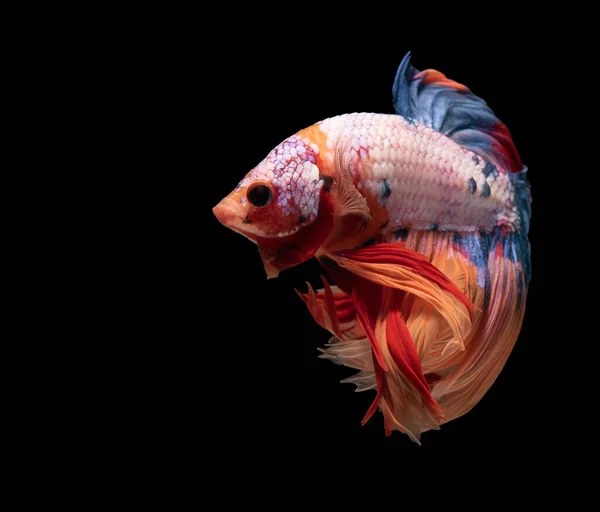 Schöne Bewegung Von Rotweißem Beta Fisch Siamesischem Kampffisch Betta Splendens — Stockfoto