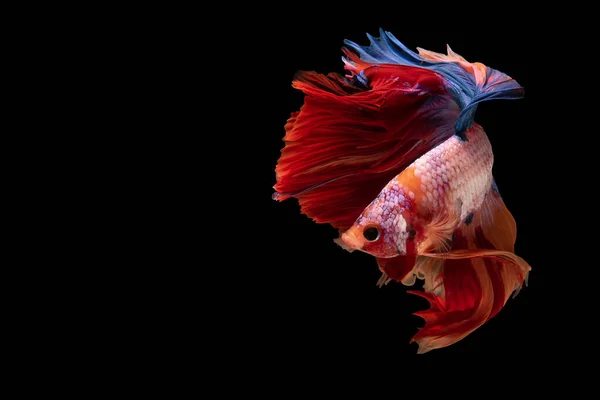 Vacker Rörelse Röd Vit Betta Fisk Siamesiska Kämpar Fisk Betta — Stockfoto