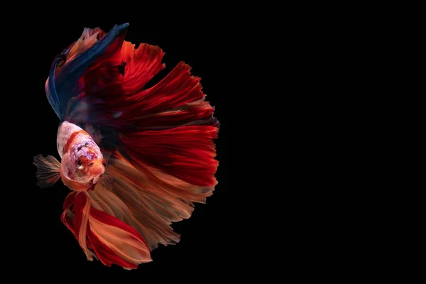 Schöne Bewegung Von Rotweißem Beta Fisch Siamesischem Kampffisch Betta Splendens — Stockfoto