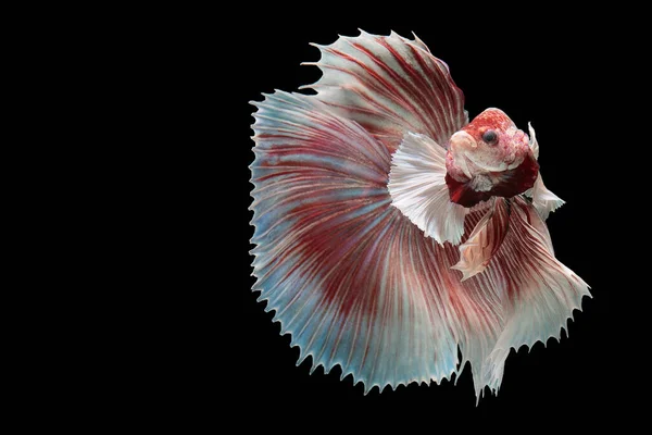 물고기의 아름다운 움직임 과싸우는 물고기의 움직임 배경에서 스파이스 스튜디오 — 스톡 사진