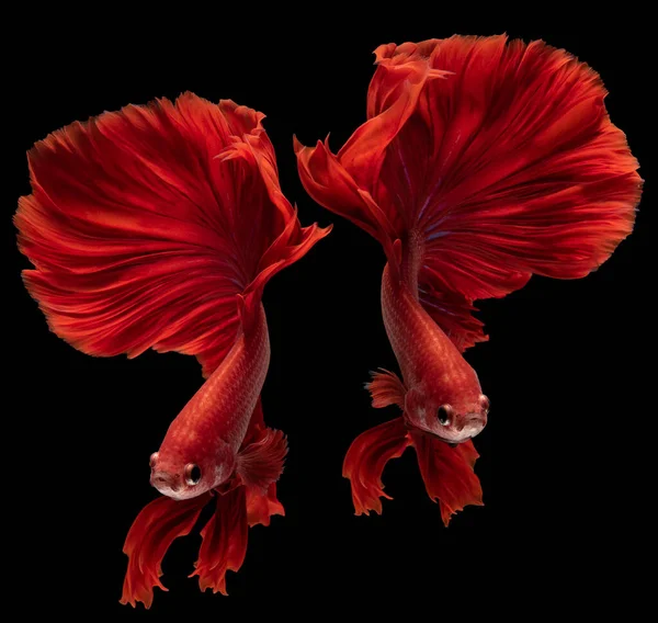 Красивое Движение Красной Бетта Рыбы Две Причудливые Halfmoon Бетта Движущийся — стоковое фото