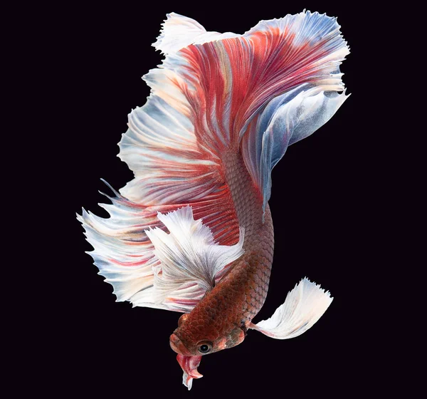 Närbild Röd Vit Betta Fisk Vacker Rörelse Siamesiska Slåss Fisk — Stockfoto