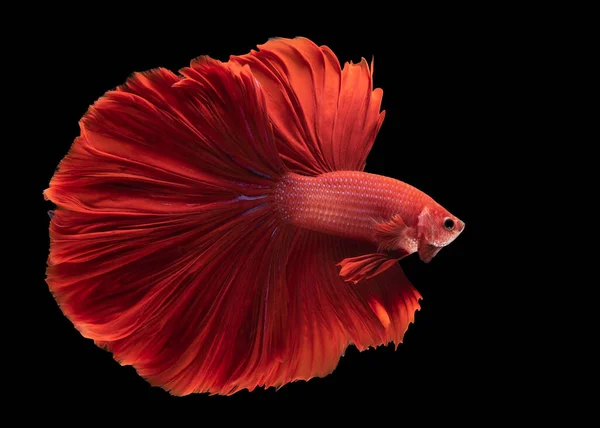 아름다운 시암의 물고기의 움직임 물고기의 배경에 스튜디오 — 스톡 사진