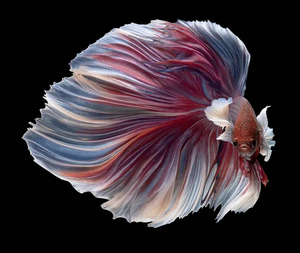 보라색 피쉬의 아름다운 움직임 바이올렛 물고기 스파이스 엔스는 배경에 고립되어 — 스톡 사진