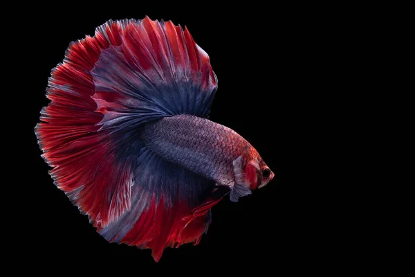 Όμορφη Κίνηση Του Μπλε Κόκκινο Betta Ψάρια Σιαμαία Ψάρια Αγωνίζονται — Φωτογραφία Αρχείου