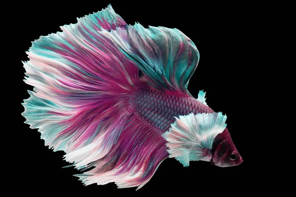 Красивое Движение Фиолетовой Белой Бетты Сиамские Боевые Рыбы Бетта Великолепие — стоковое фото