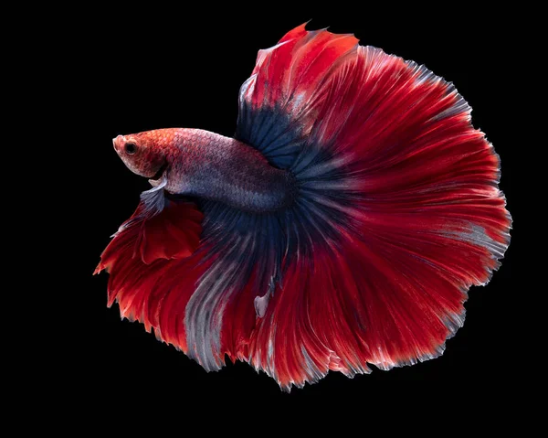 赤青ベッタの魚を閉じます 黒を基調とした美しいサイモン戦闘魚の動き ベッタの輝き スタジオショット — ストック写真