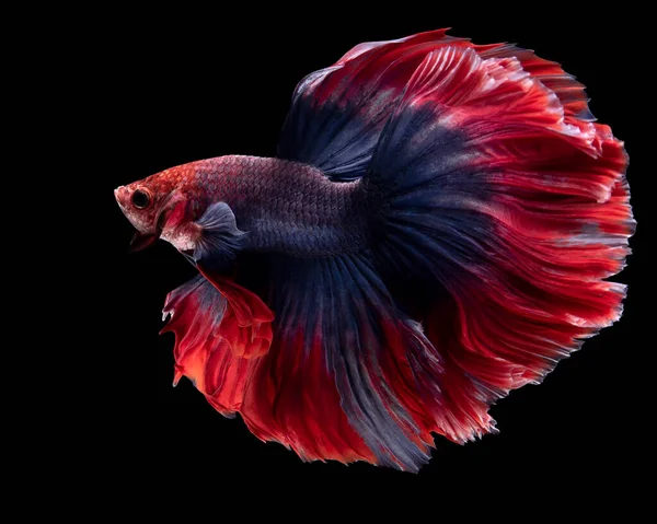 Närbild Röd Blå Betta Fisk Vacker Rörelse Siamesiska Slåss Fisk — Stockfoto