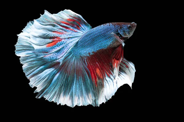 Όμορφη Κίνηση Του Μπλε Κόκκινο Betta Ψάρια Σιαμαία Ψάρια Αγωνίζονται — Φωτογραφία Αρχείου