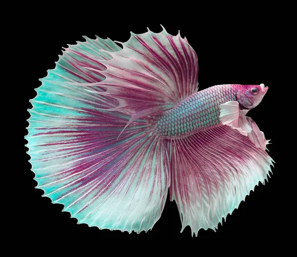 Vacker Rörelse Lila Betta Fisk Violett Siamesiska Bekämpa Fisk Rosa — Stockfoto
