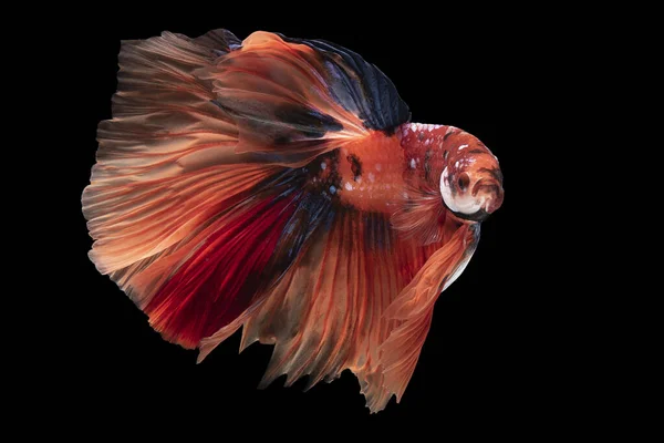 Vacker Rörelse Röd Betta Fisk Siamesiska Kämpar Fisk Betta Splendens — Stockfoto