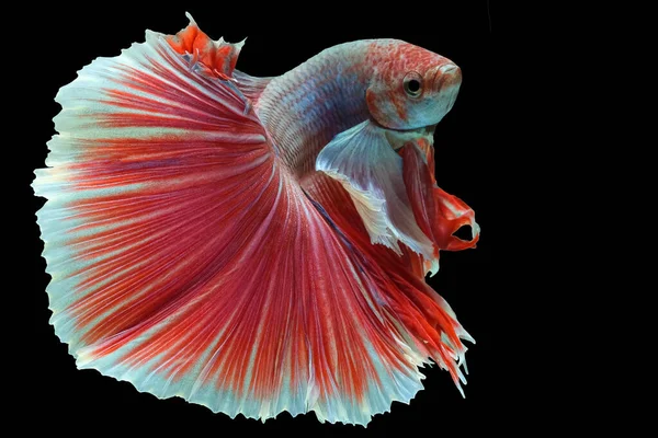 물고기의 아름다운 움직임 물고기와 싸우는 물고기의 아름다운 움직임 배경에 고립된 — 스톡 사진