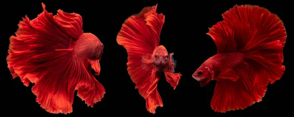 Три Красные Рыбки Сиамская Боевая Рыба Бетта Черном Фоне Снимок — стоковое фото