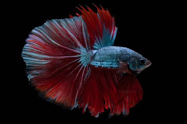 Mavi betta balığının güzel hareketi, Siyam dövüşen balığı, siyah arka planda izole edilmiş Betta ihtişamı. Stüdyo çekimi.