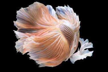 Sarı betta balığı kuyruğunun güzel hareketi, Siyam dövüşen balığı, siyah arka planda izole edilmiş Betta görkemi. Stüdyo çekimi.