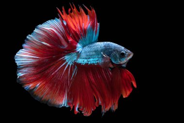 Mavi betta balığının güzel hareketi, Siyam dövüşen balığı, siyah arka planda izole edilmiş Betta ihtişamı. Stüdyo çekimi.