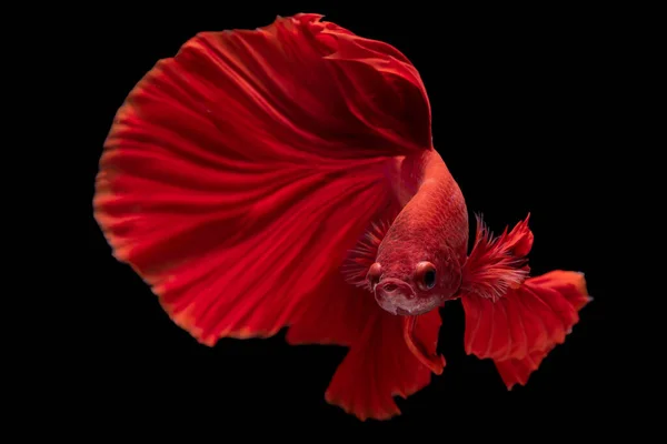 Piękny Ruch Czerwonych Ryb Betta Syjamskie Ryby Bojowe Betta Splendens — Zdjęcie stockowe