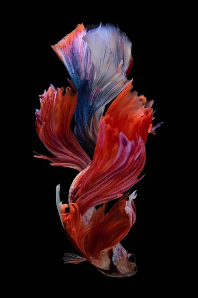 stock image Beautiful movement of red white betta fish, Siamese fighting fish, Betta splendens isolated on black background. Studio shot.