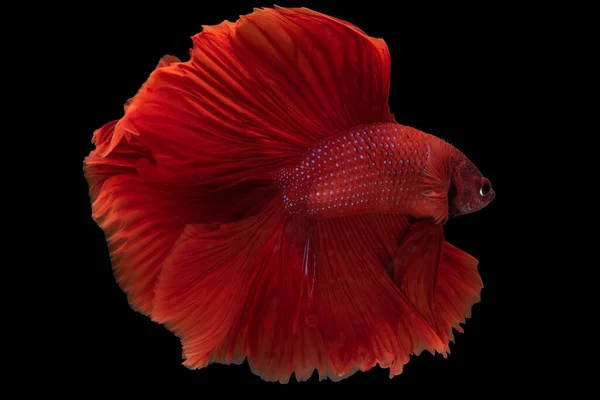 Schöne Bewegung Von Roten Beta Fischen Siamesischen Kampffischen Betta Splendens — Stockfoto