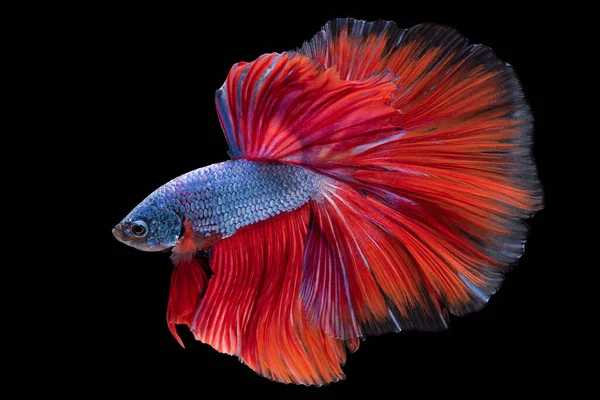 美丽的蓝色红色贝塔鱼的运动 暹罗战斗鱼 贝塔华丽的黑色背景孤立 工作室拍摄 — 图库照片