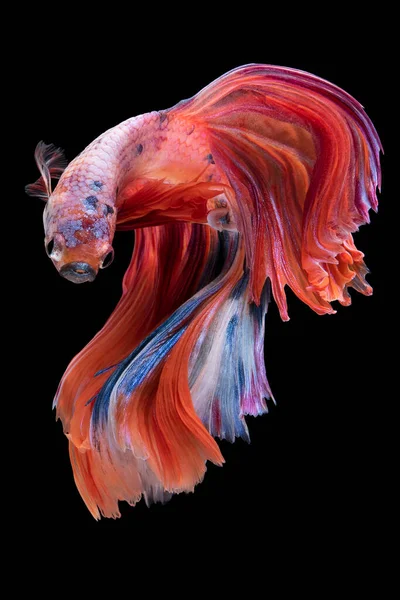 물고기의 아름다운 움직임 과싸우는 물고기의 움직임 배경에서 스파이스 스튜디오 — 스톡 사진